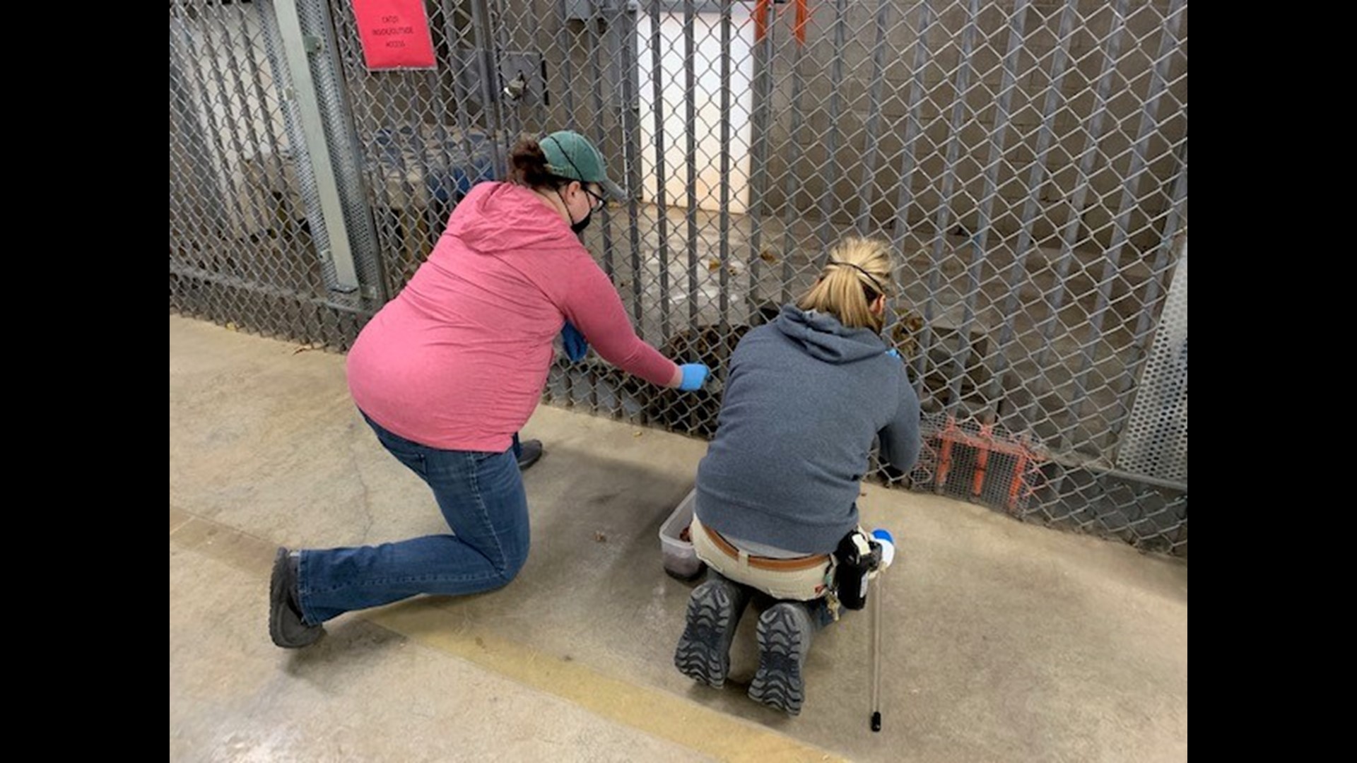 Niabi Zoo animals get their COVID shots