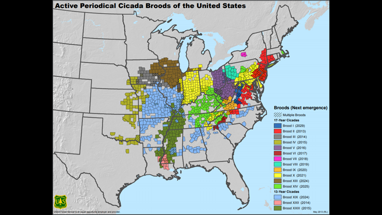 Cicada Map 2021: Where the biggest swarm will be  wqad.com