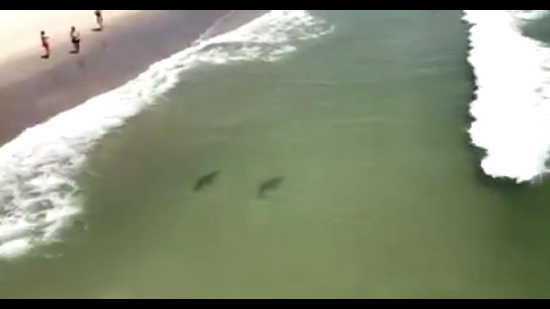 Video shows sharks swimming close to shore at Myrtle Beach