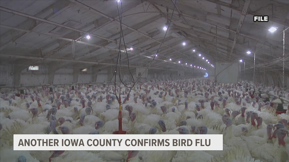 Kossuth County latest to report bird flu cases in Iowa