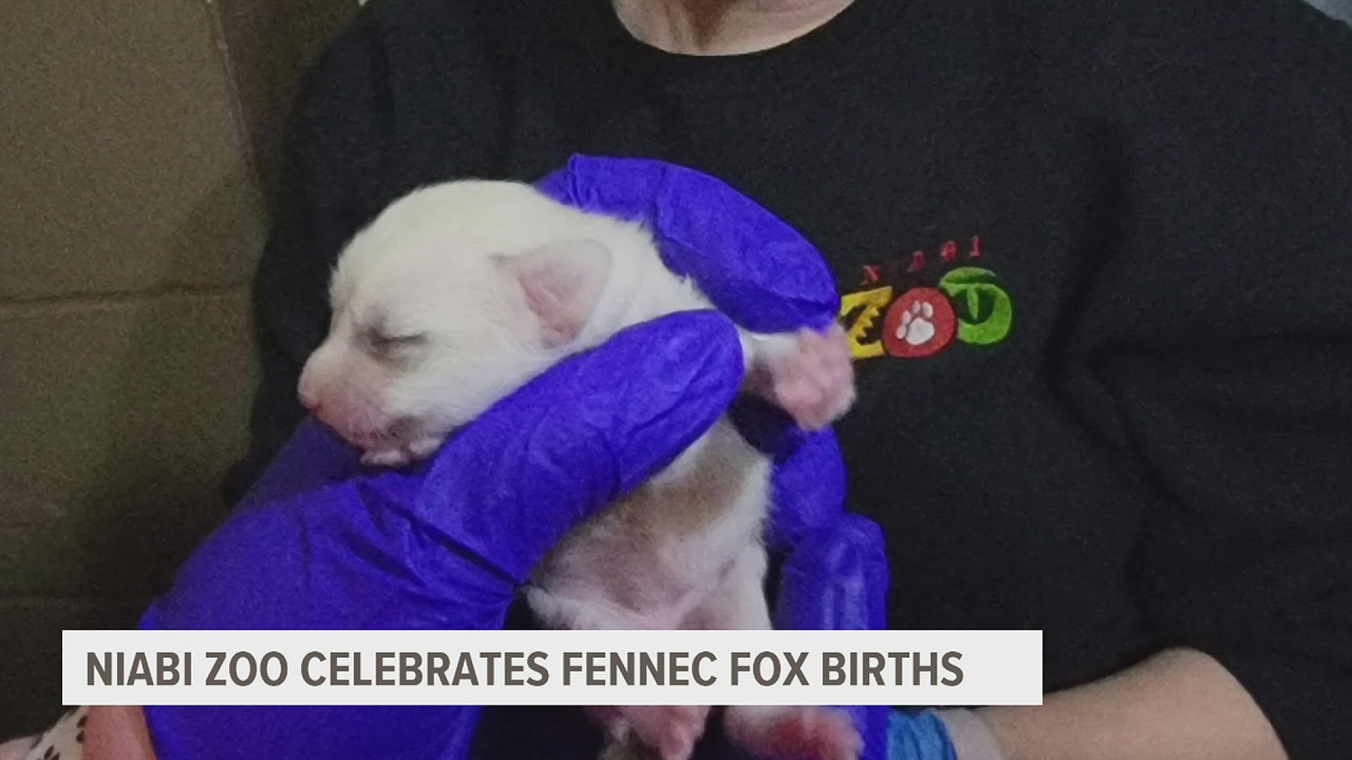 Niabi Zoo is welcoming two baby Fennec Foxes into the world after they were born to parents Carlos and Lidi on April 12.