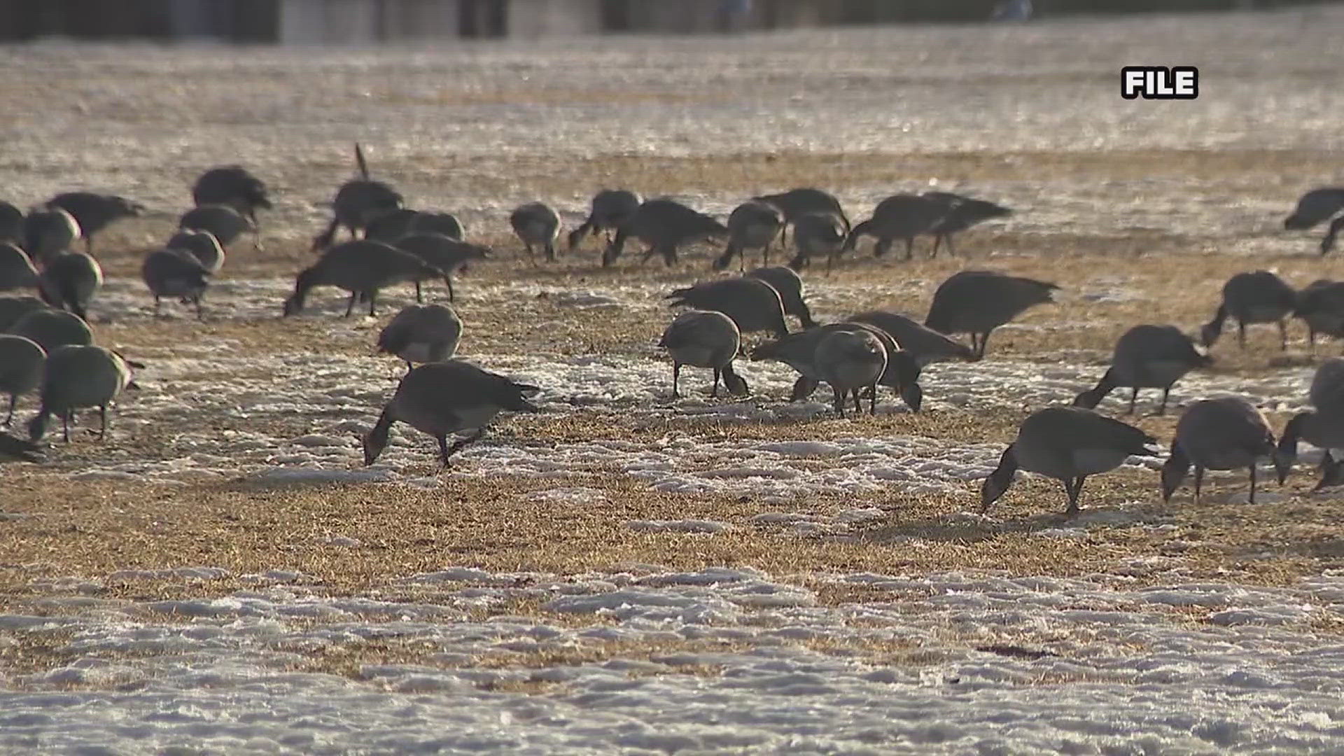 According to BirdCast, more than 1.4 million birds traveled through Rock Island County on Thursday night.