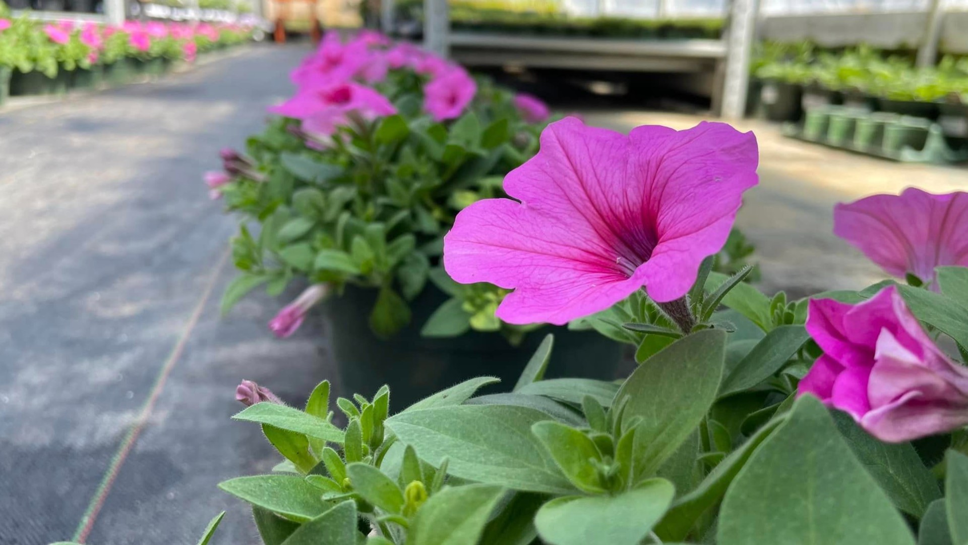 The team at Uncommon Ground grows nearly 12,000 flowers for the local PGA tournament. But all that planting has to begin months before tee-off.