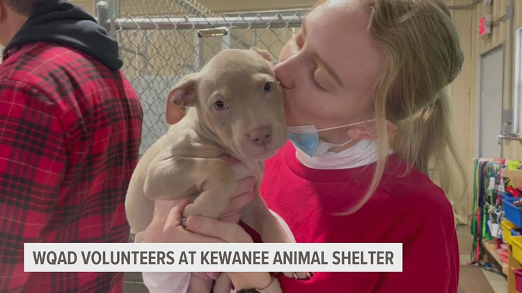 TOO CUTE | WQAD volunteers at Kewanee Animal Shelter