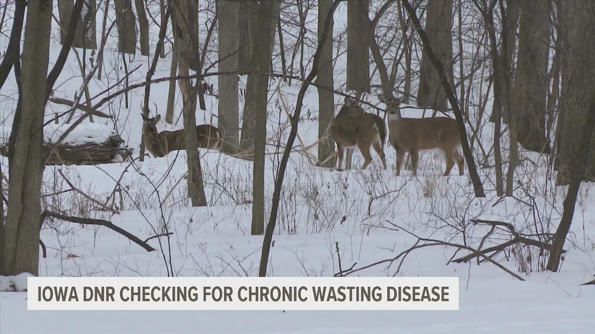 The Iowa Department of Natural Resources is increasing testing for the disease after a deer in Wayne County tested positive for the disease earlier this year.