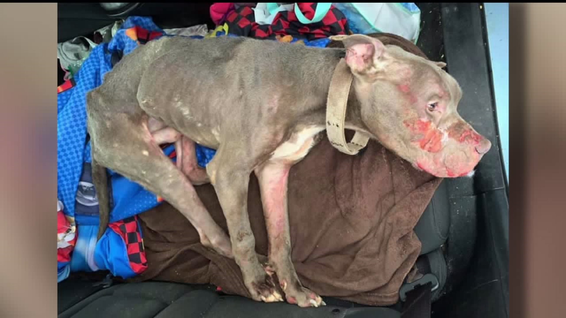Reward increases to $3,000 for information on abused dog