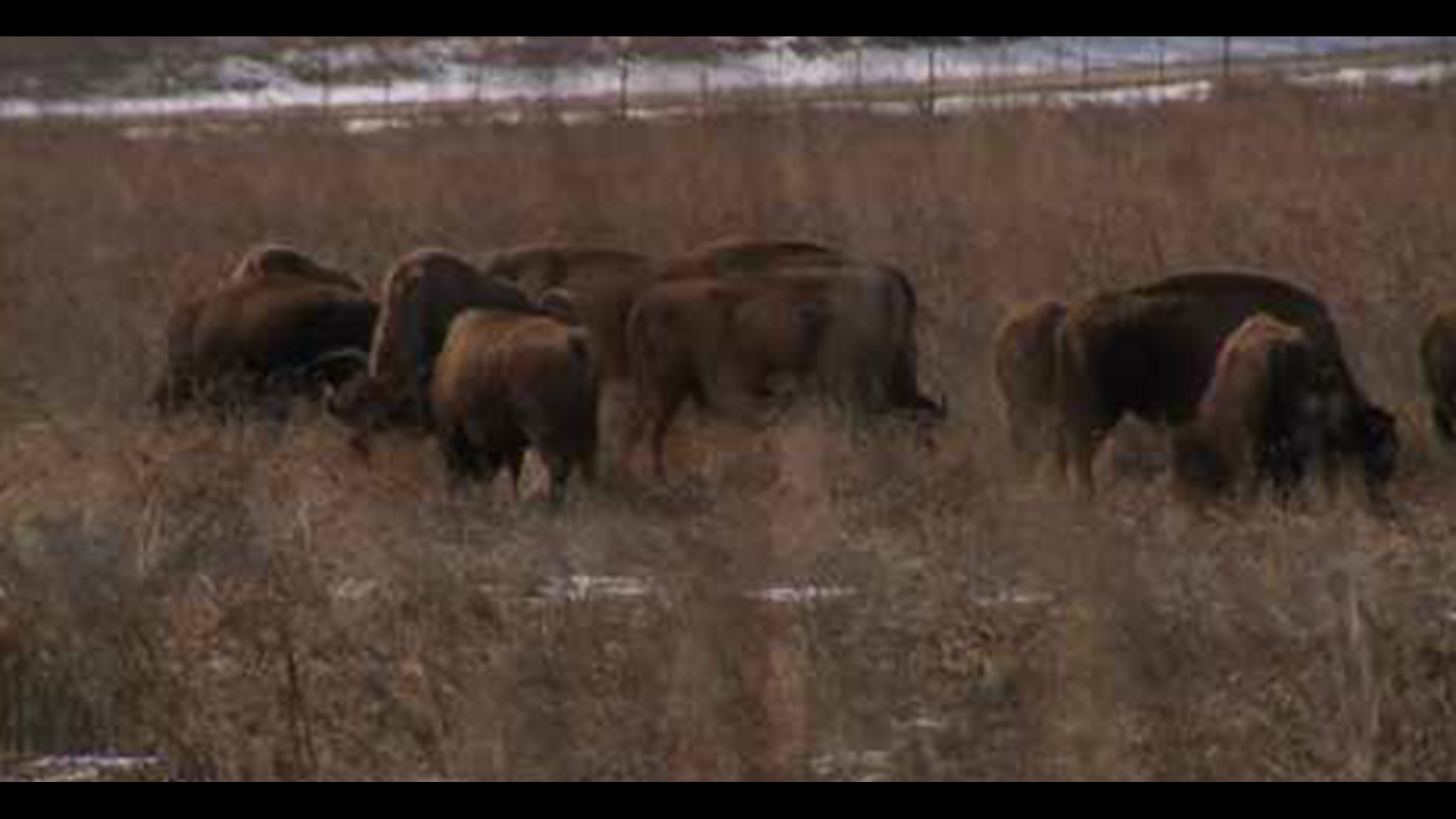 Since the bison were reintroduced to Nachusa Grasslands after being absent for nearly two centuries, the animals have multiplied. Now there's more than 100.