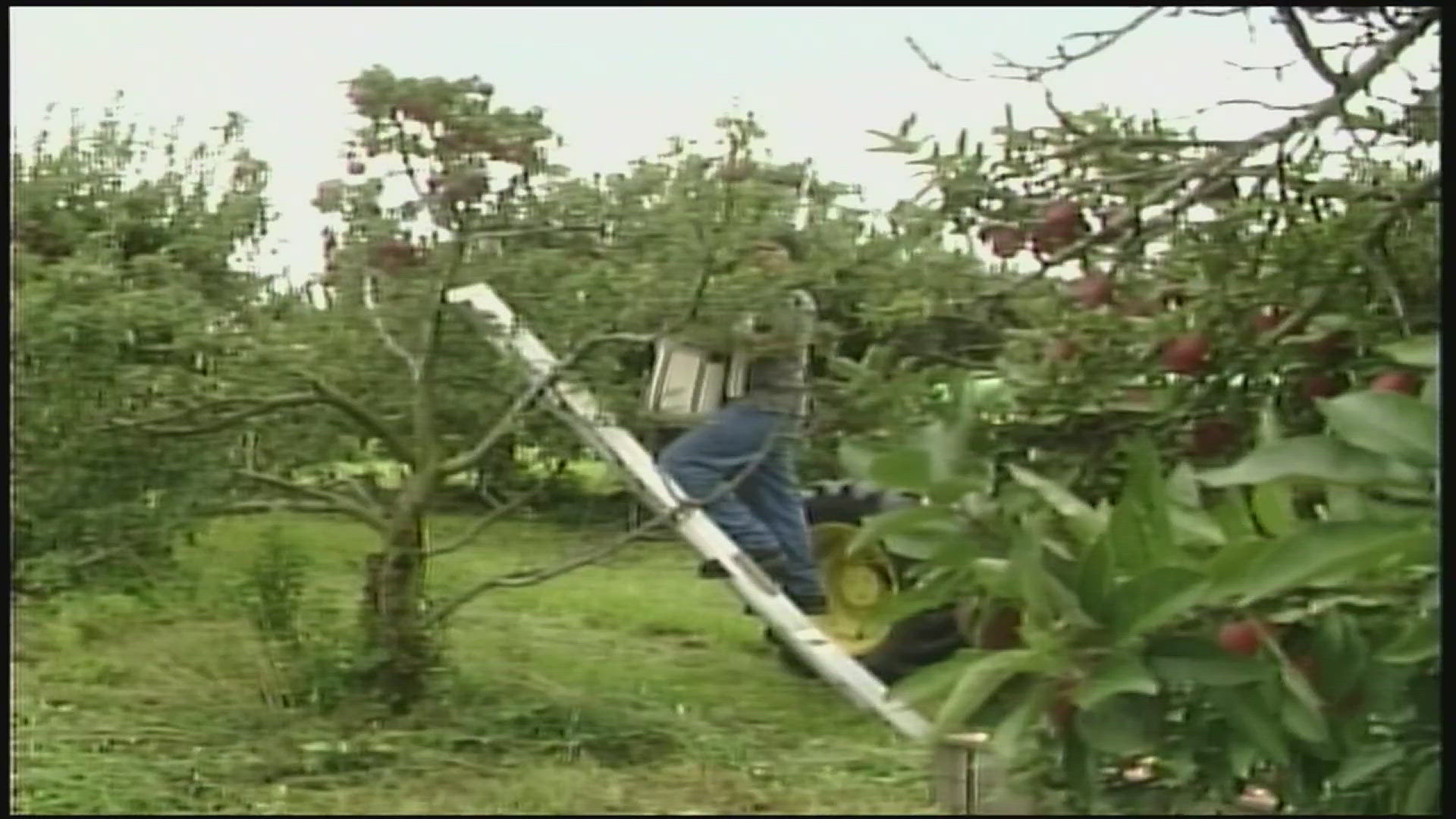 18 years ago, Stone's Apple Barn was having one of its best crops ever. Here's a Flashback Friday to 2006 at Stone's.