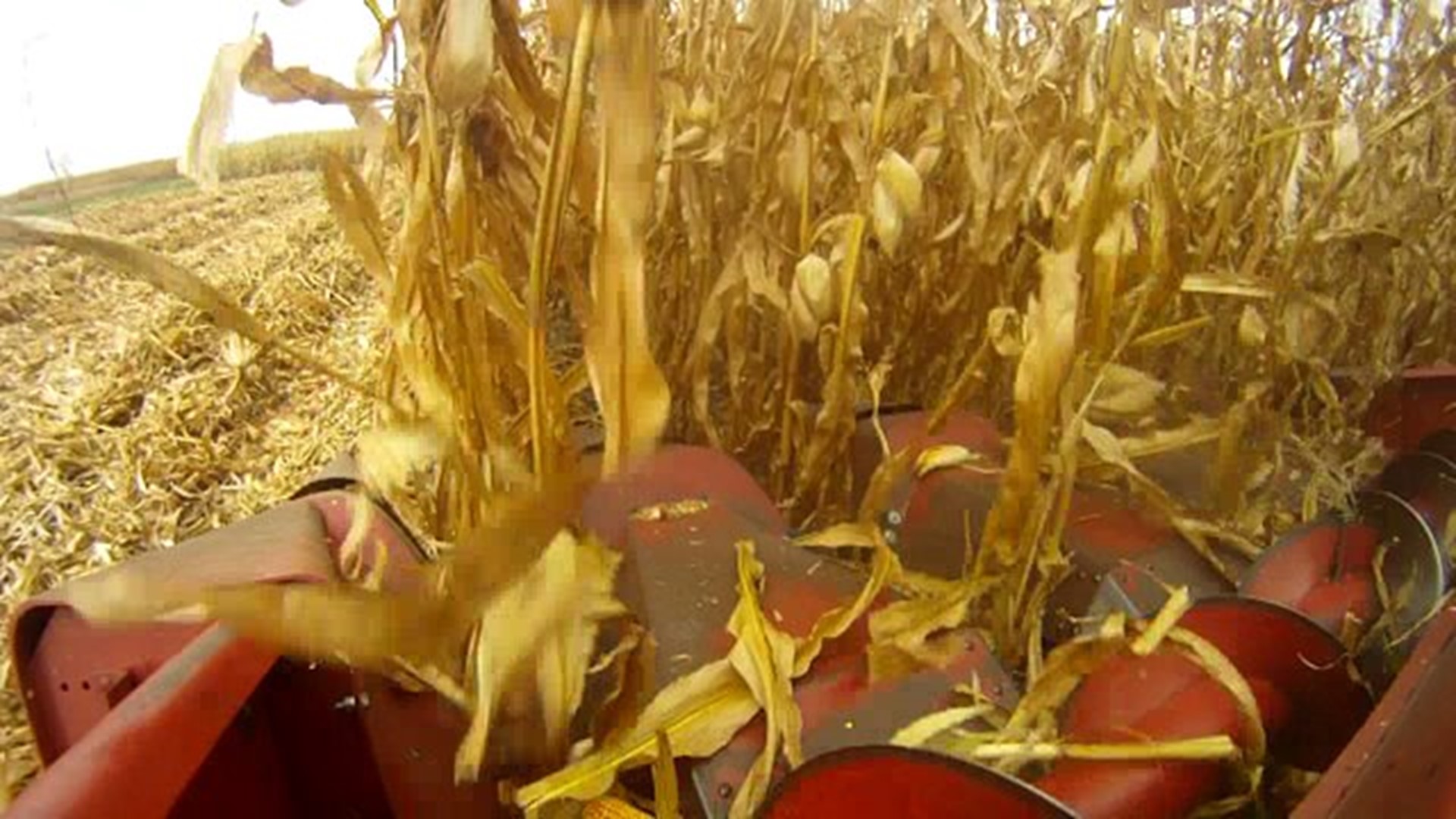 Iowa Harvest