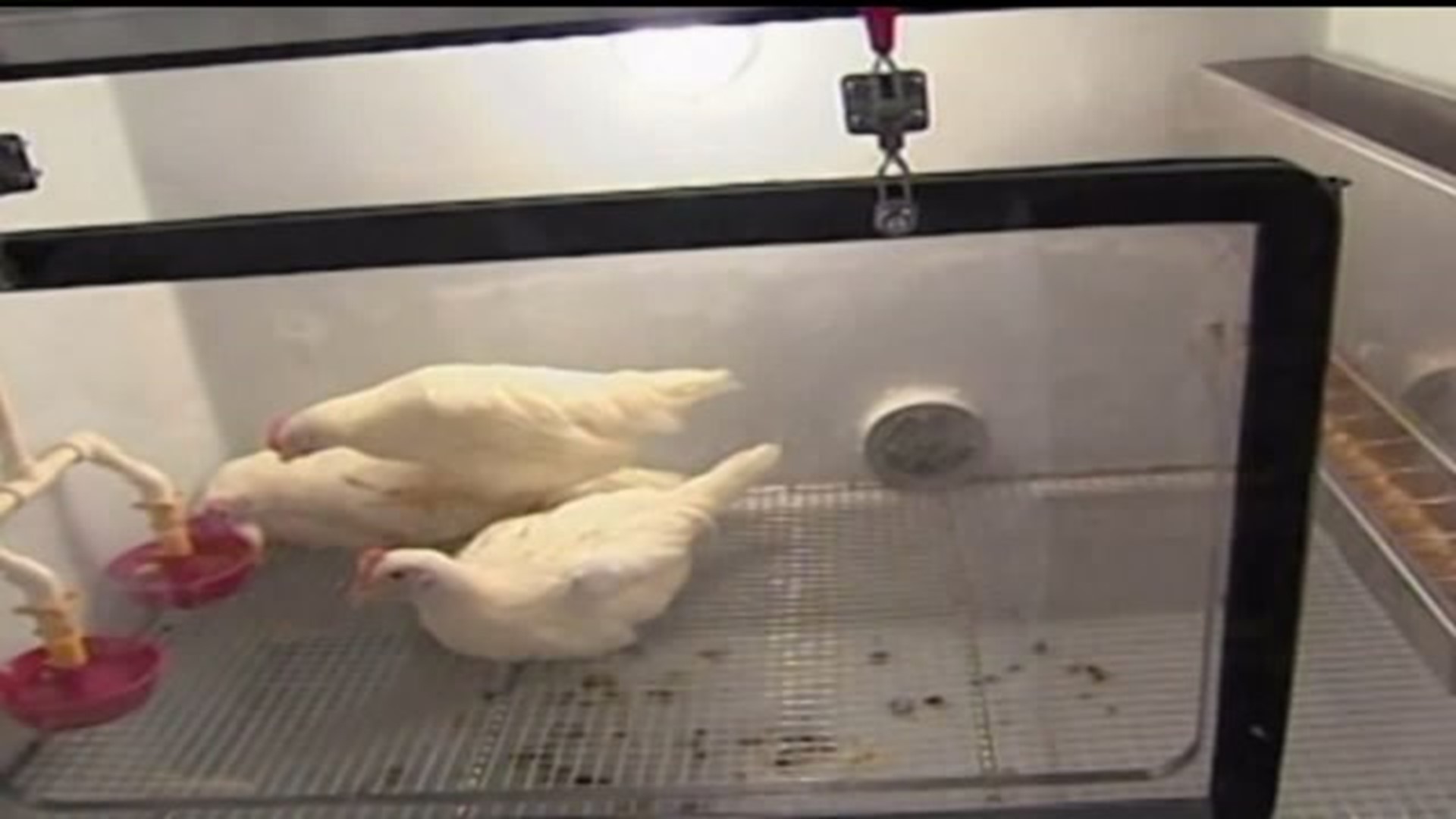 Bird Flu found on poultry farm in Iowa
