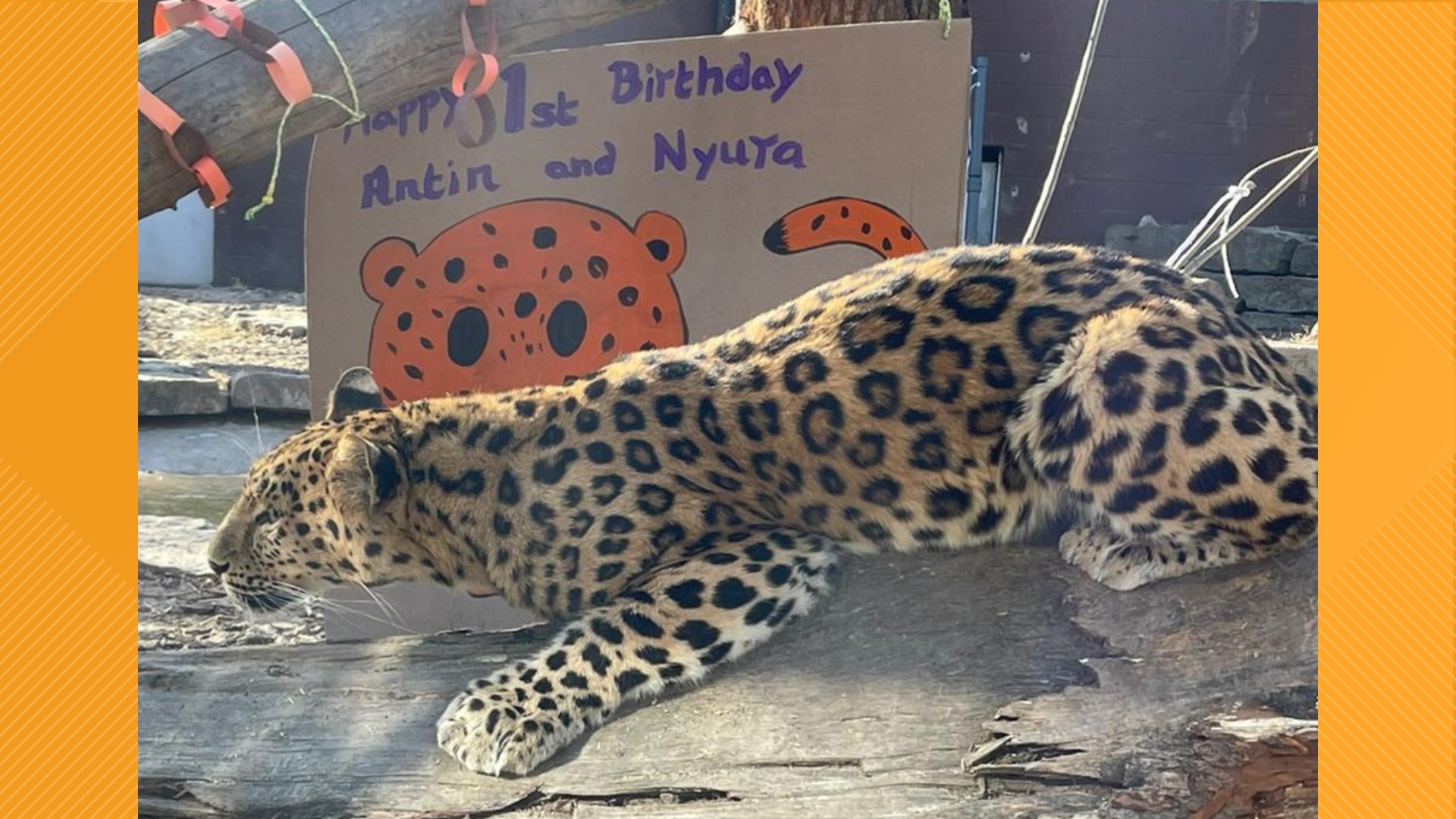 Niabi Zoo's Amur leopards are a year old!