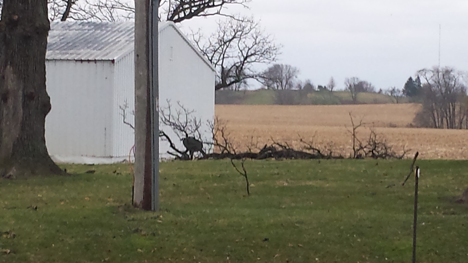 EF1 tornado confirmed near Geneseo