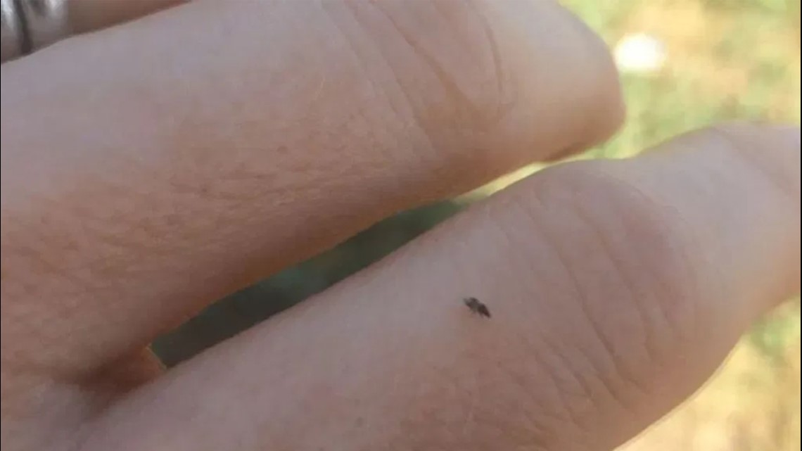 3 tiny bugs you may have flying around in your house right now