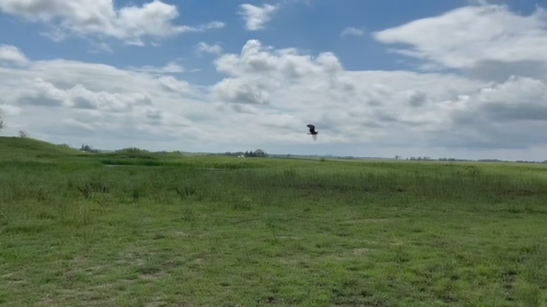 Aphrodite went down with her nest when July's derecho blew through. After weeks spent healing at a Kewanee animal rescue, she was released back to her family.