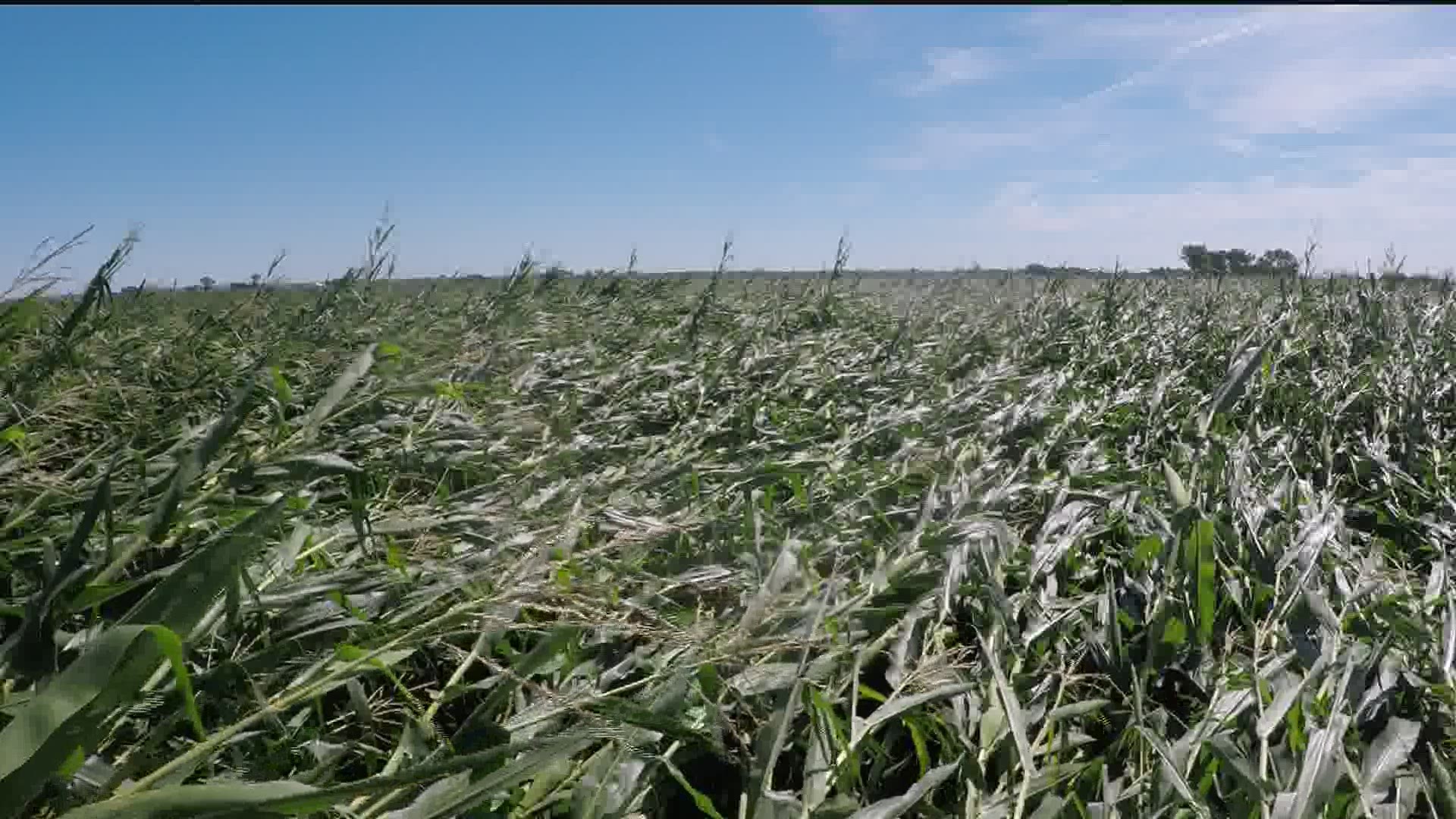 Wind damage flattened corn to the ground in some fields around the state