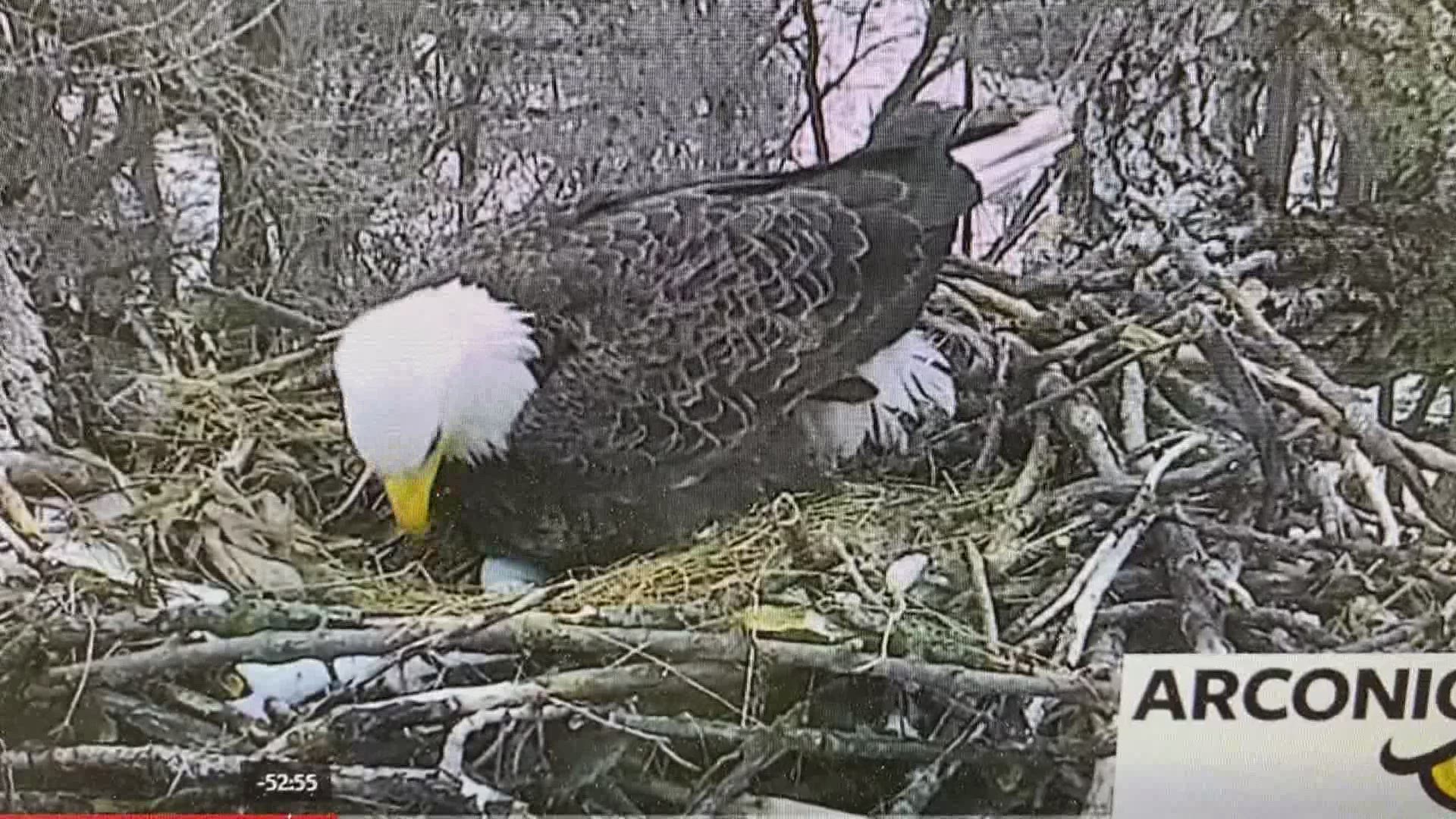Liberty and Justice have two eggs in the nest for the 2021 season.