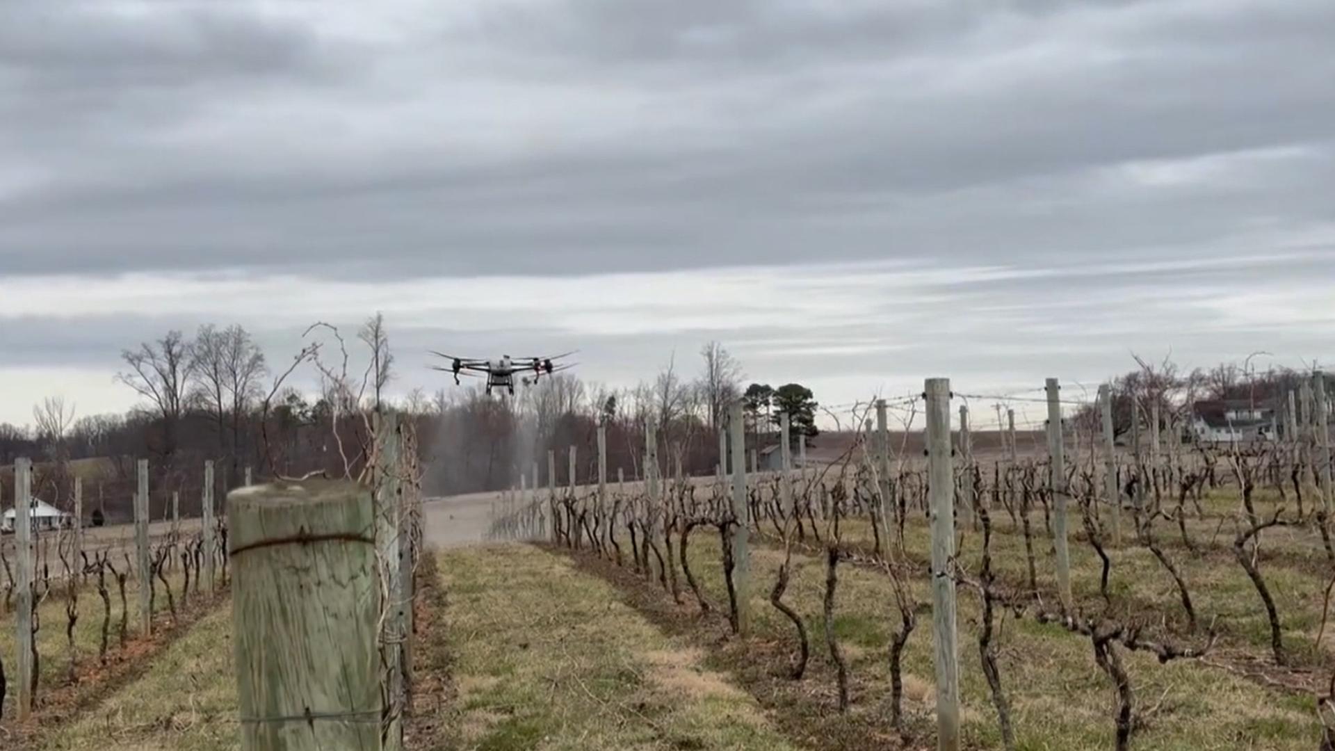 wqad.com - Haley Bickelhaupt - Dry fall may lead Christmas tree farm to replant seedlings next spring