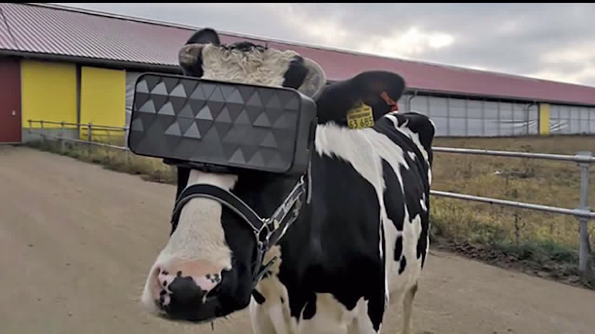 Virtual Reality for Cows