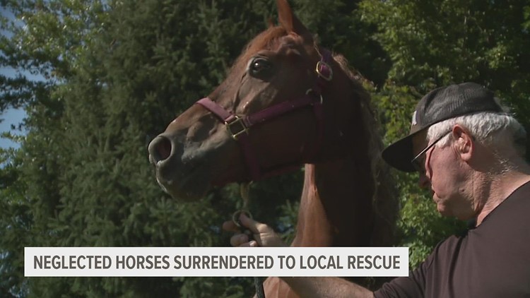 2 dozen neglected horses were given to a local rescue center. Here's how you can help them