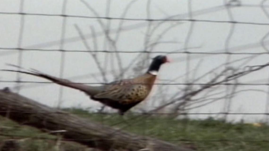Iowa DNR hits the (gravel) roads to count the state