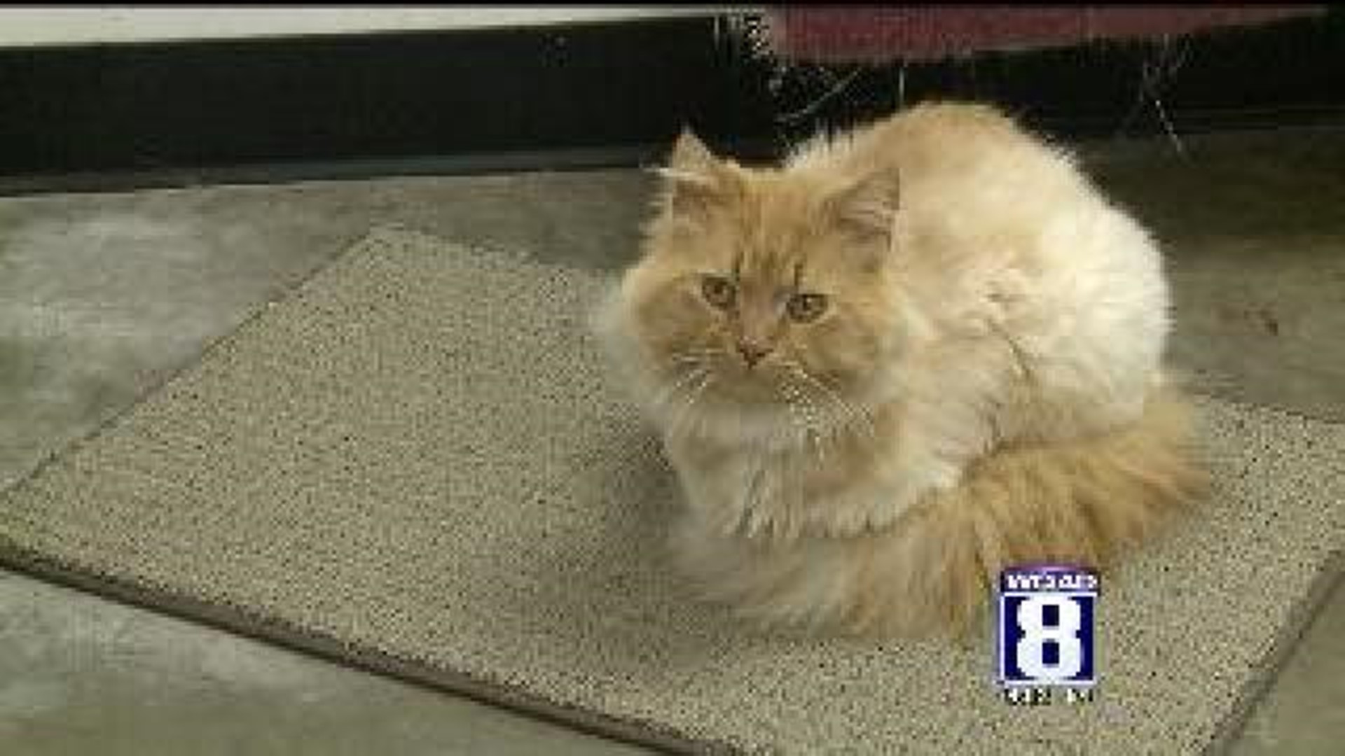Scott County Humane Society receives cat Care Package