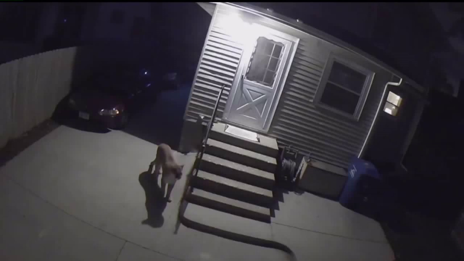 Mountain lion caught on surveillance video outside Des Moines home