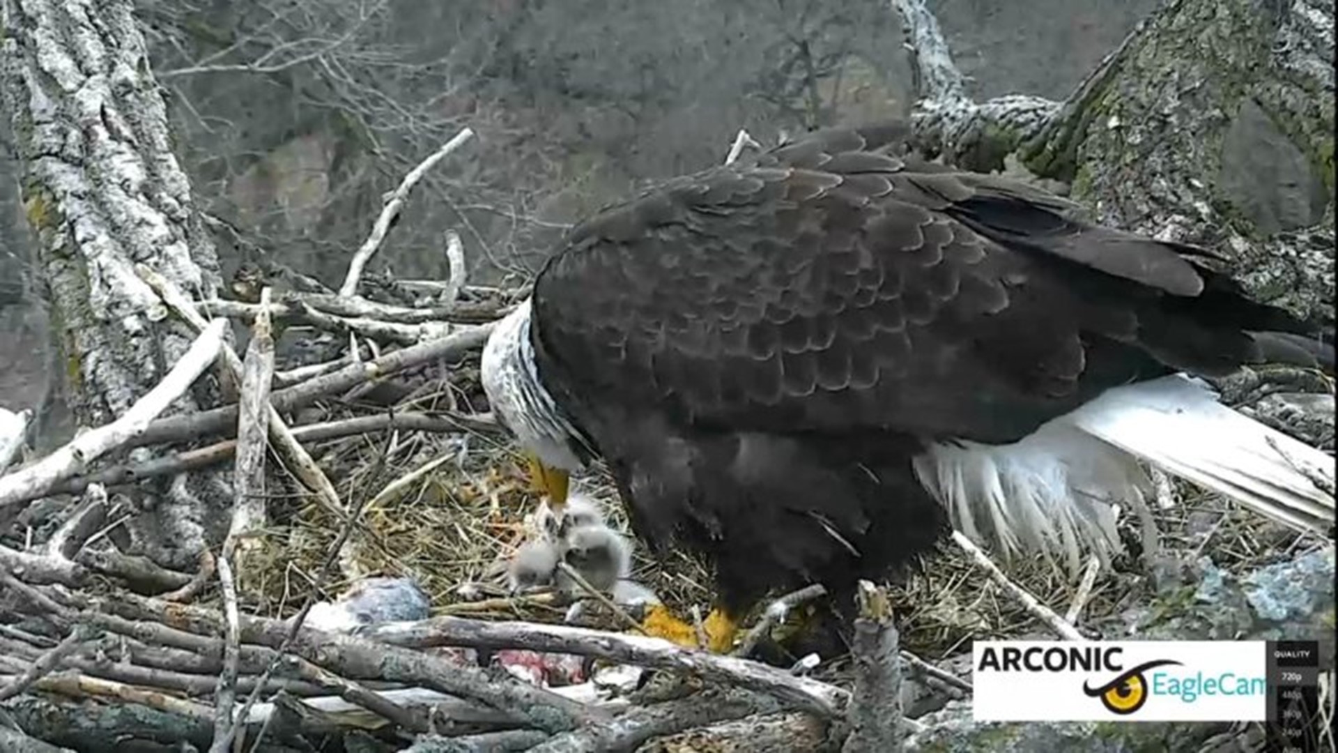 Third and final egg hatches in Arconic eagle nest | wqad.com