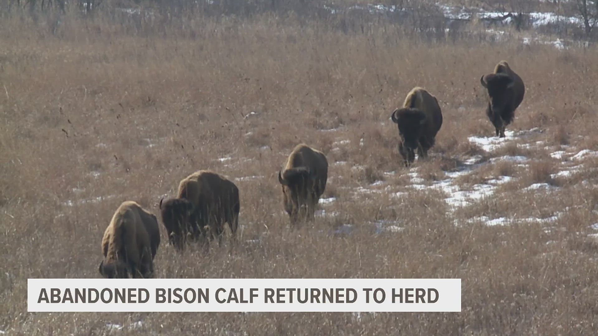 An abandoned bison calf is back with their herd at the Neil Smith National Wildlife Refuge in Central Iowa.