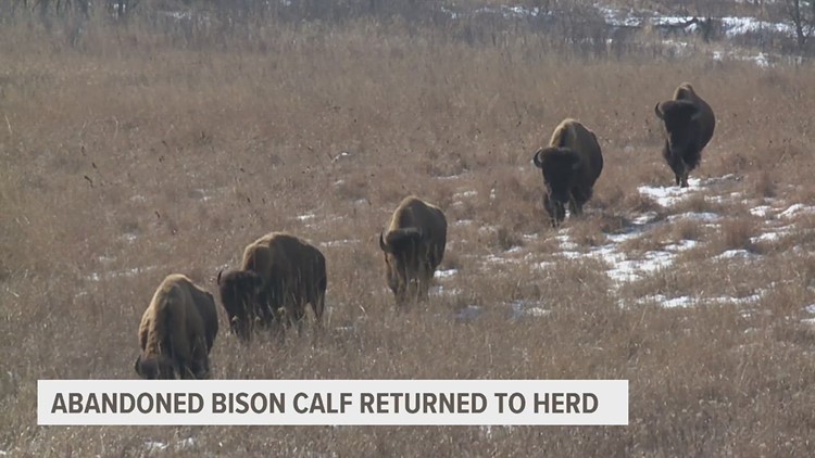 Abandoned bison calf back with their herd