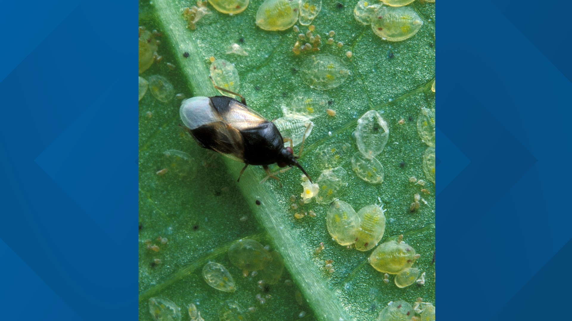 The tiny black bug with a huge bite weareiowa