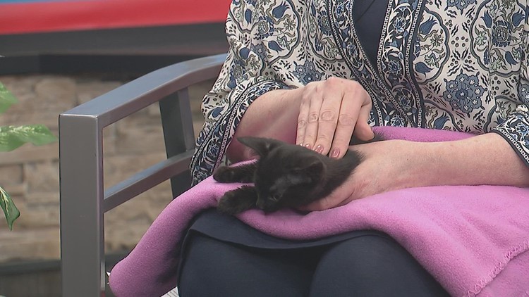 Meet Shrek, a cute kitten up for adoption at the Quad City Animal Welfare Center | Pet of the Week