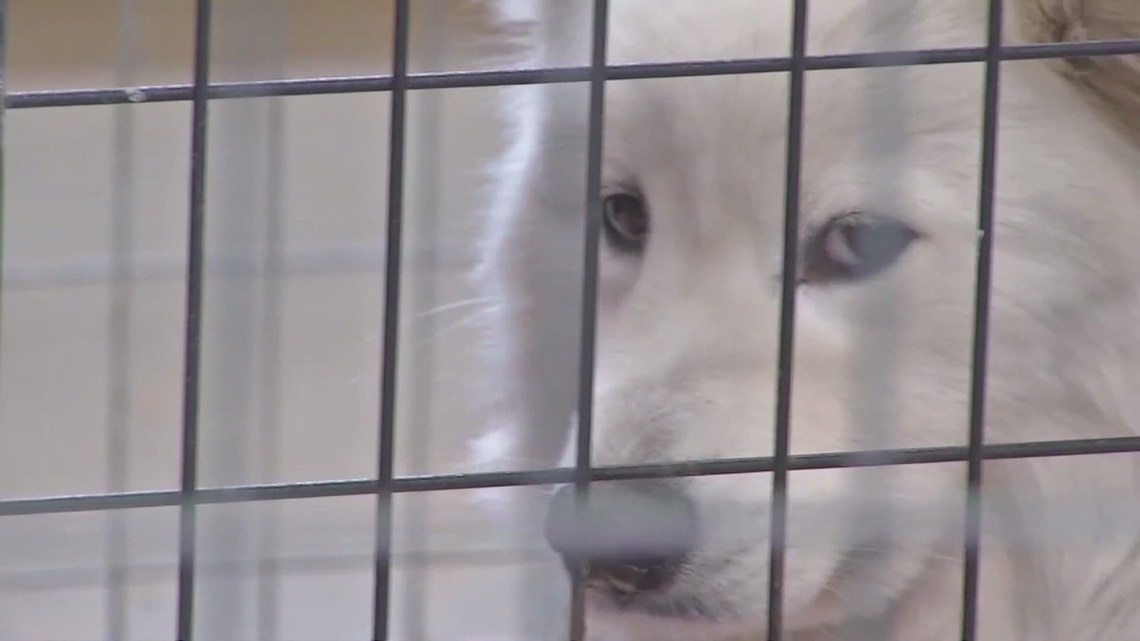 Iowa animal advocates agree with call to crack down on puppy mills