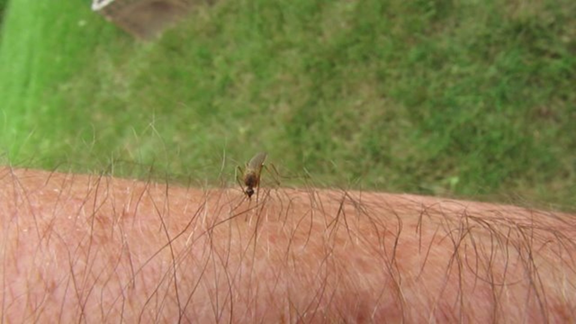 Mosquito Preps