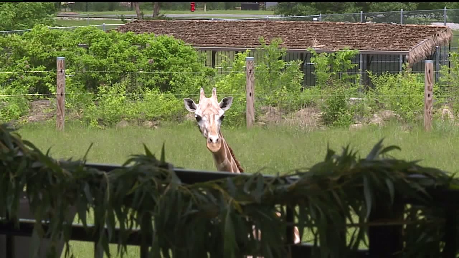 Niabi Zoo Adds New Shelter for Giraffes