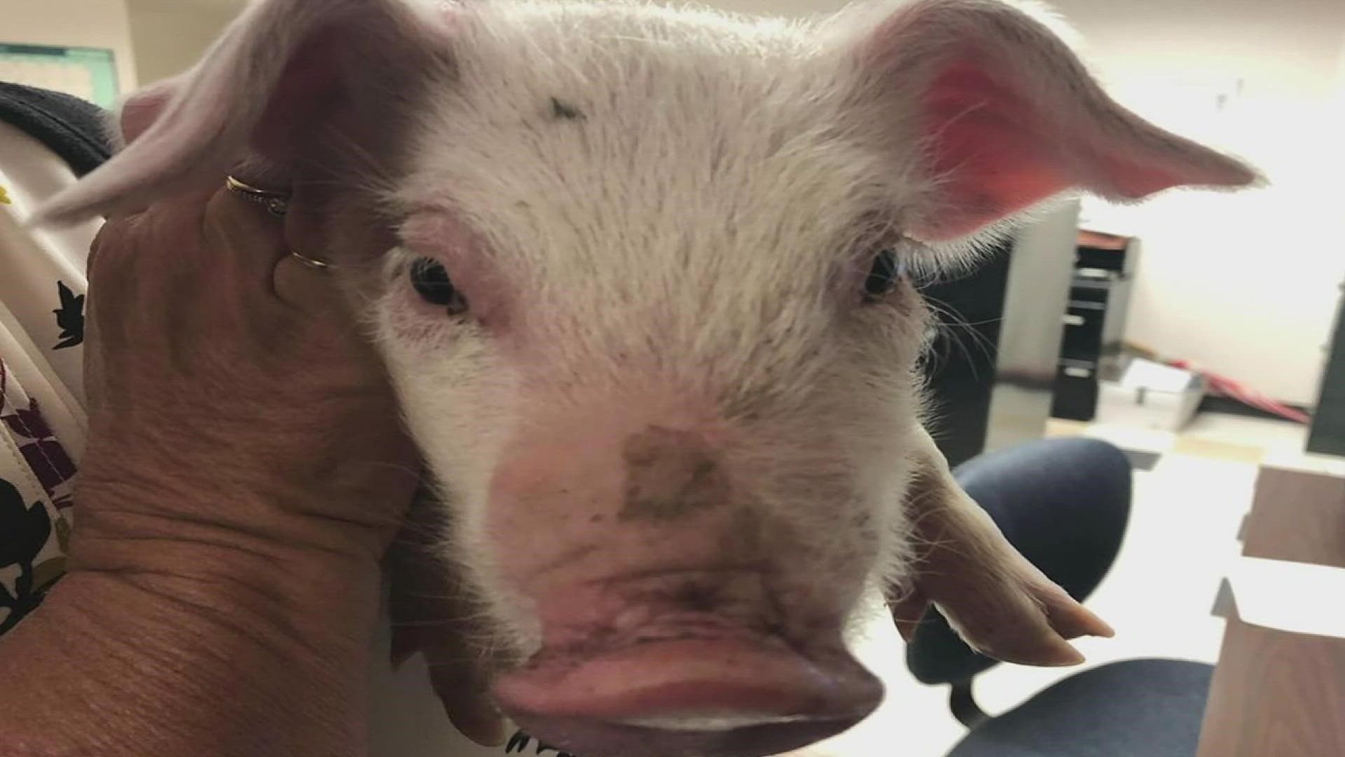 The Henry County Sheriff's Department rescued a piglet from the side of I-74 early Tuesday morning and it has been adopted by a Cambridge family.