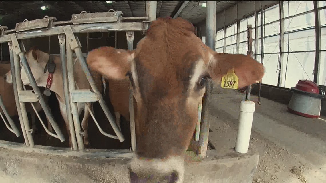 Iowa dairy farmer takes top spot for milk production