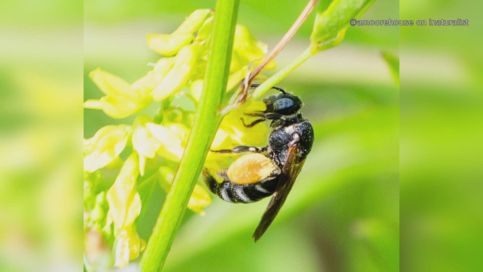 The researchers found two plants and one species of bee.