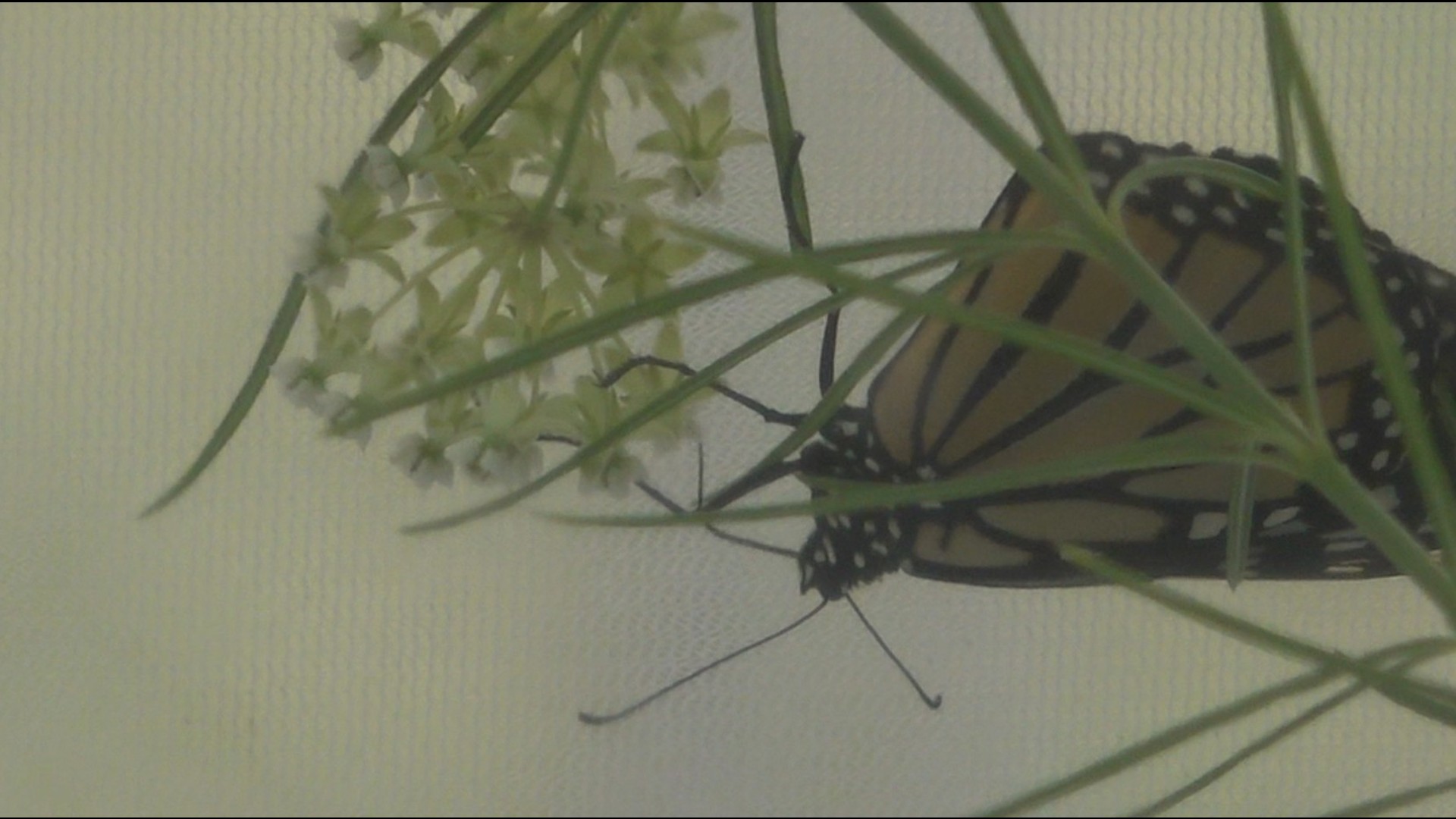 Participants got to help document local plants and animals while also exploring the great outdoors.