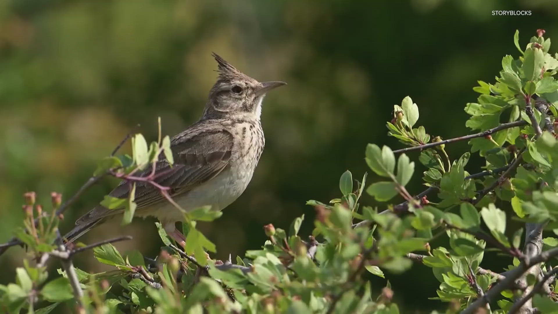 Researchers at Southern Illinois University Carbondale spent a year analyzing more than 180 million bird vocalizations across the world. Here's what they found.