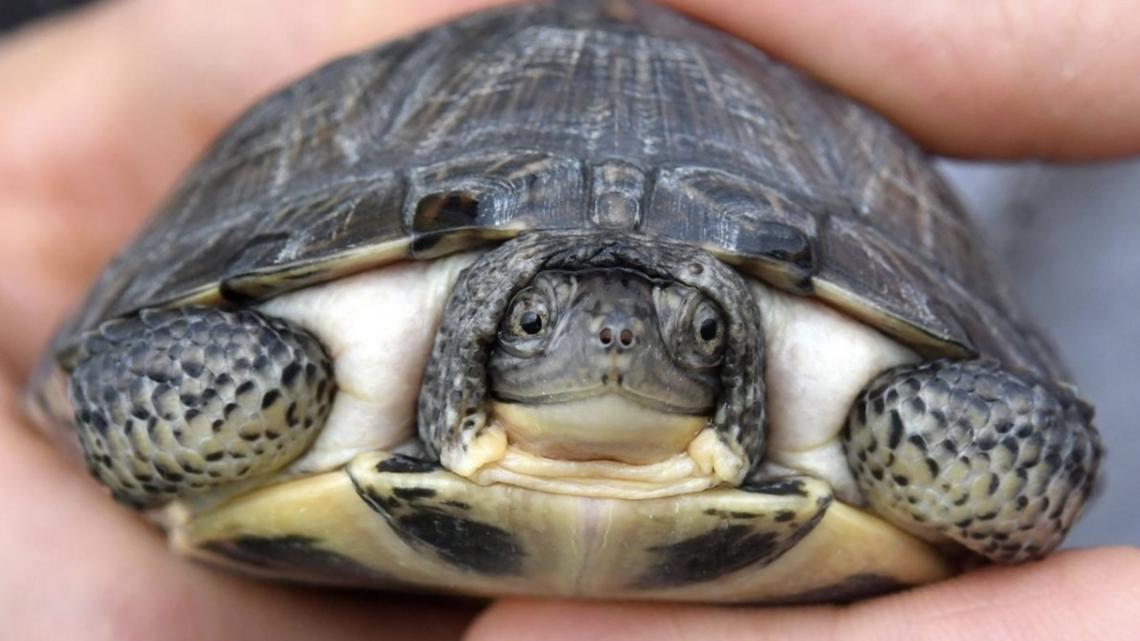 Local researcher uses eDNA testing to search for endangered turtles in Milan Bottoms