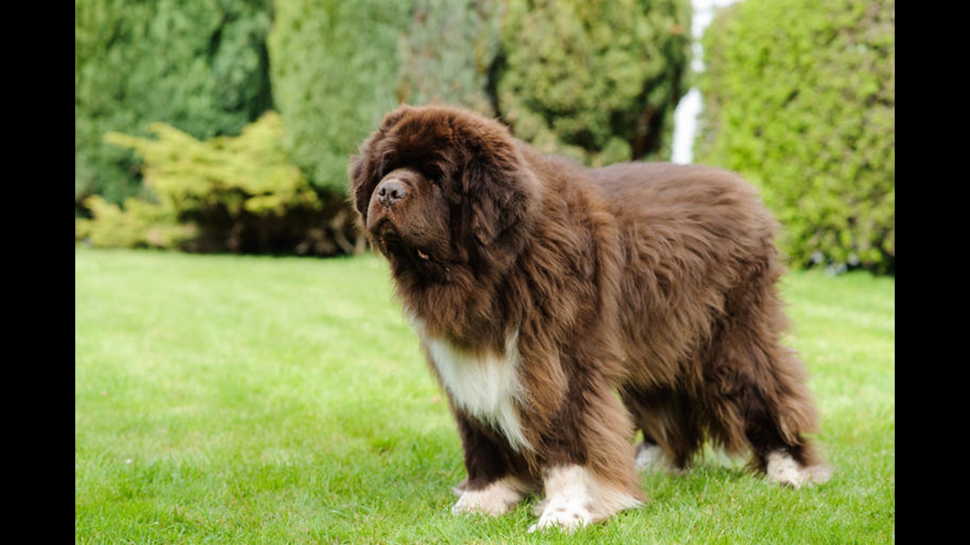The 15 best dog breeds for families