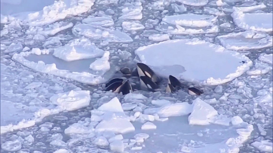 A pod of killer whales trapped in drift ice off northern Japan ha - Vimarsana News