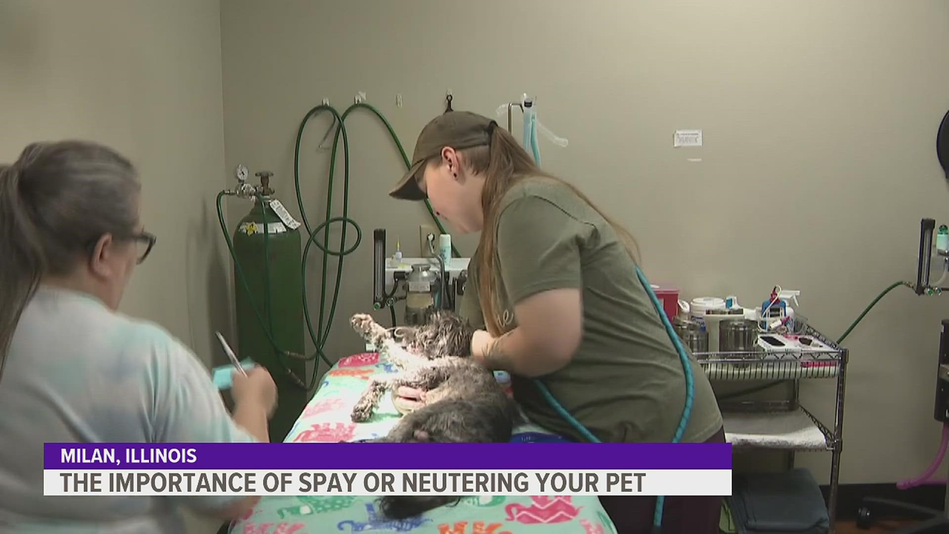 The Quad City Animal Welfare Center does conducts roughly 400 surgeries a month.