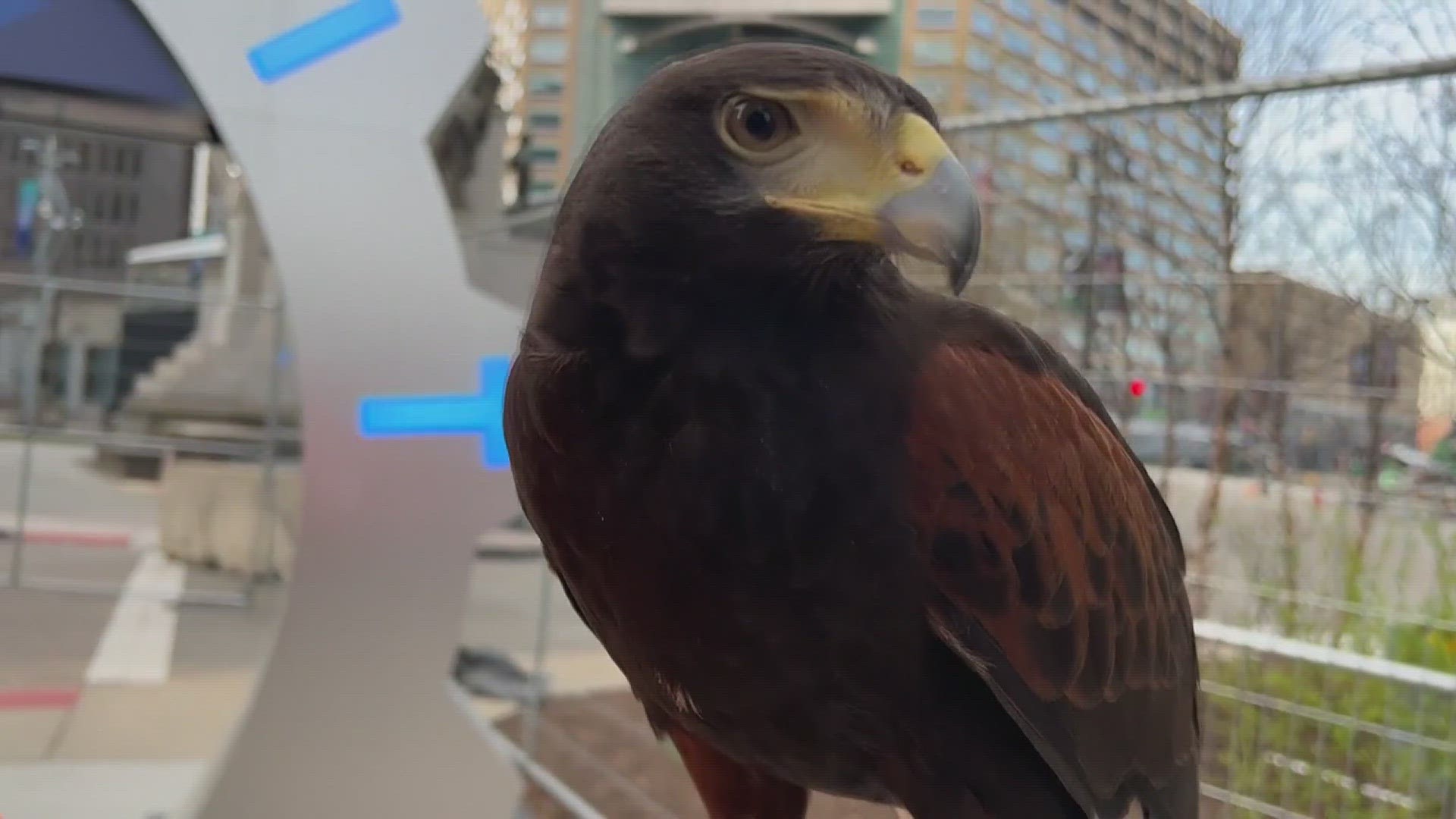 Ahead of the NFL Draft, a falcon and a hawk are on "poop duty" to keep smaller birds away from making a mess in Detroit’s streets.