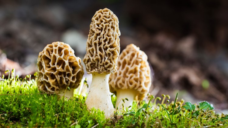 It's morel mushroom season! When, where to hunt the prized fungi