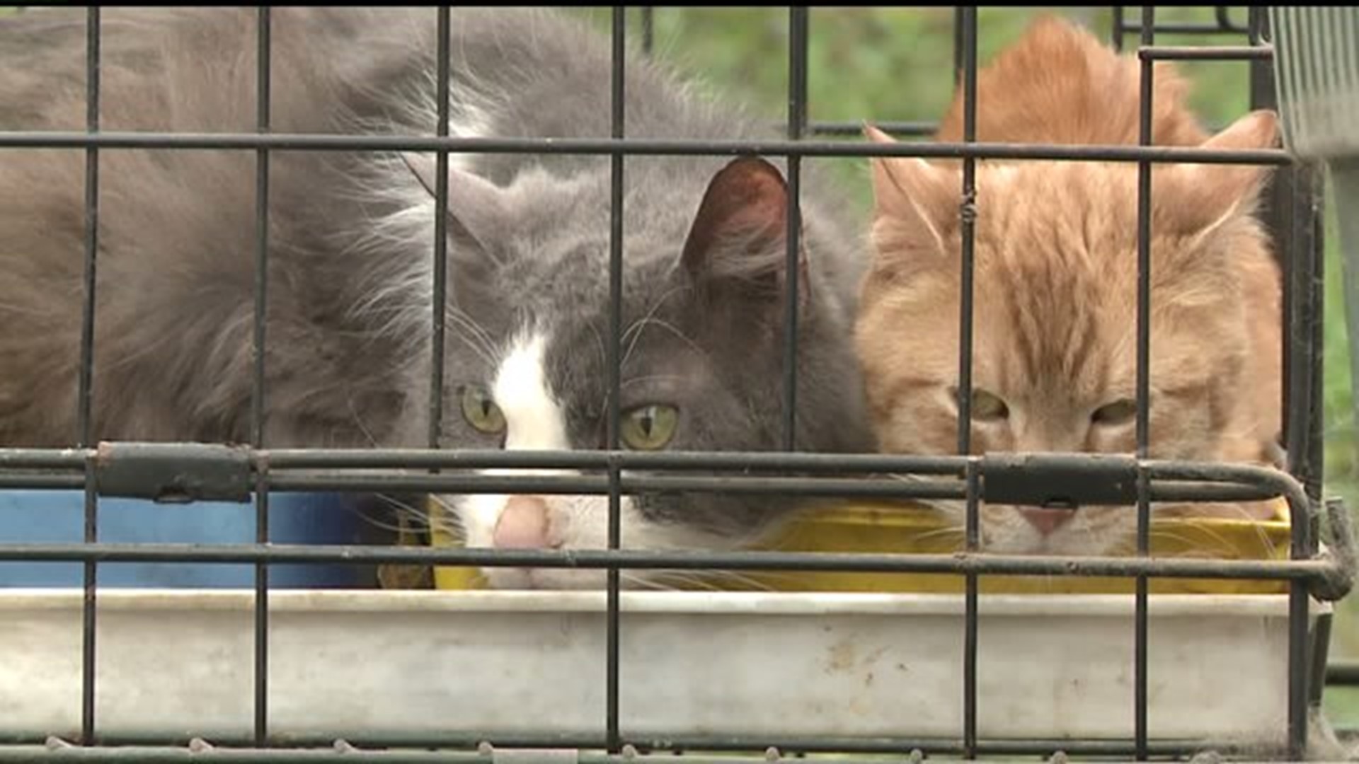 Cats rescued in Orion, Illinois