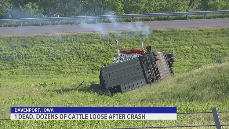 Davenport crash leaves man dead, dozens of cattle loose on I-80 Friday morning | News 8 Now