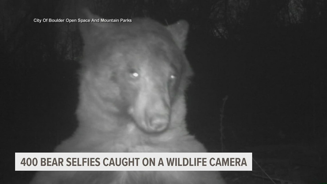 400 bear selfies caught on Colorado wildlife camera
