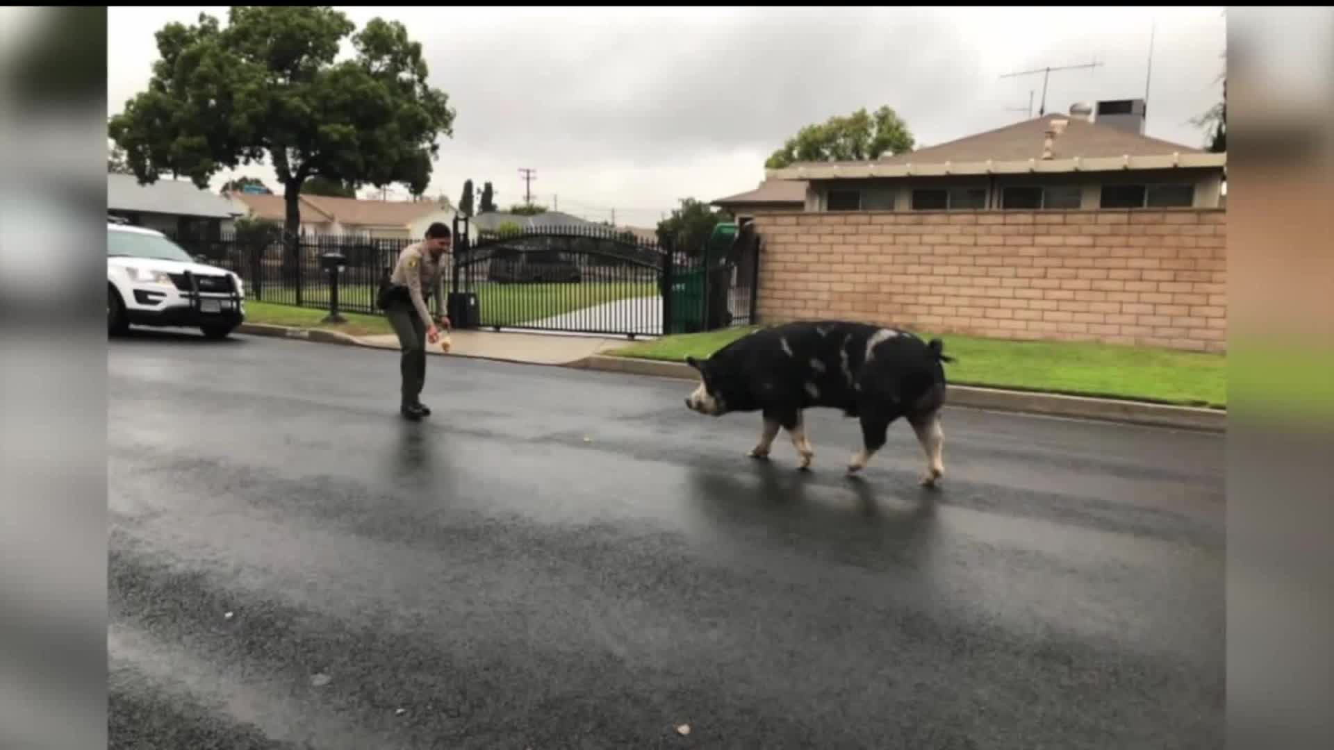 Watch police use Doritos to catch giant pig