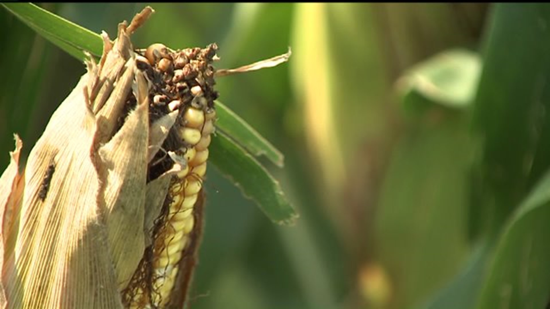 Corn Disease Popping Up In Nearby States